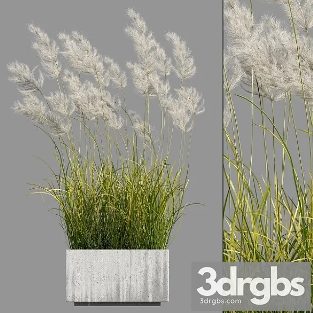 Pampas Grass 3 3D Model Free