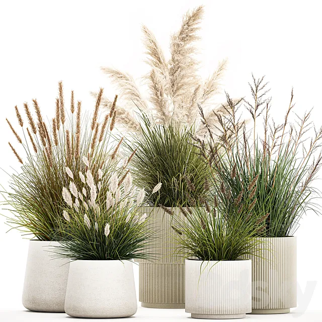 Pampas grass with bushes in white flower pots landscaping feather grass grass reed grass. Plant collection 1255 3D Model