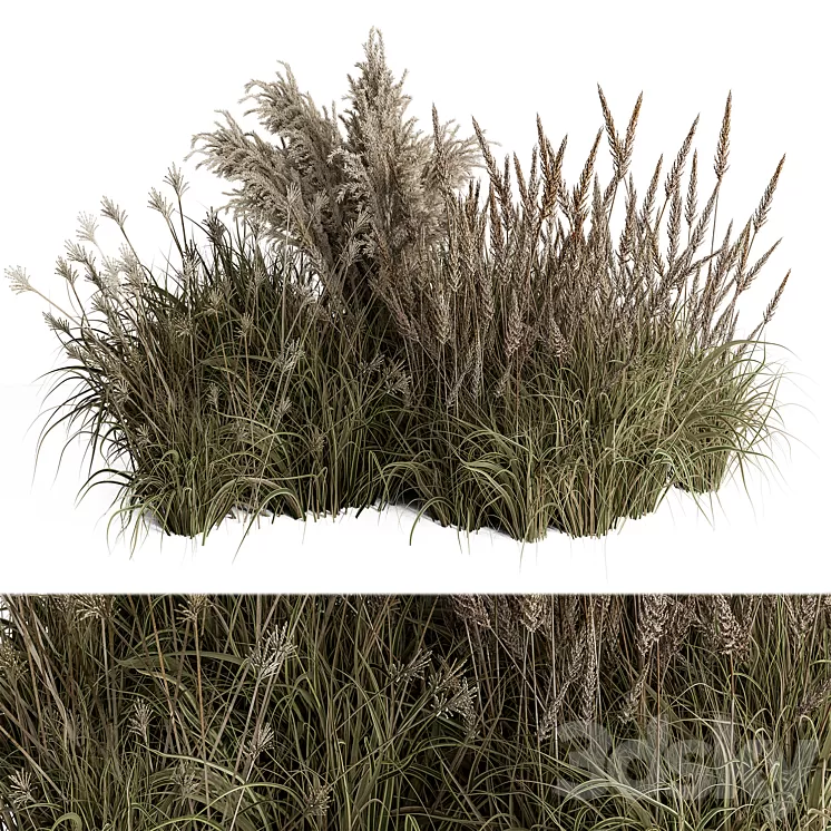 Pampas Plant Bush Set 96 3D Model Free