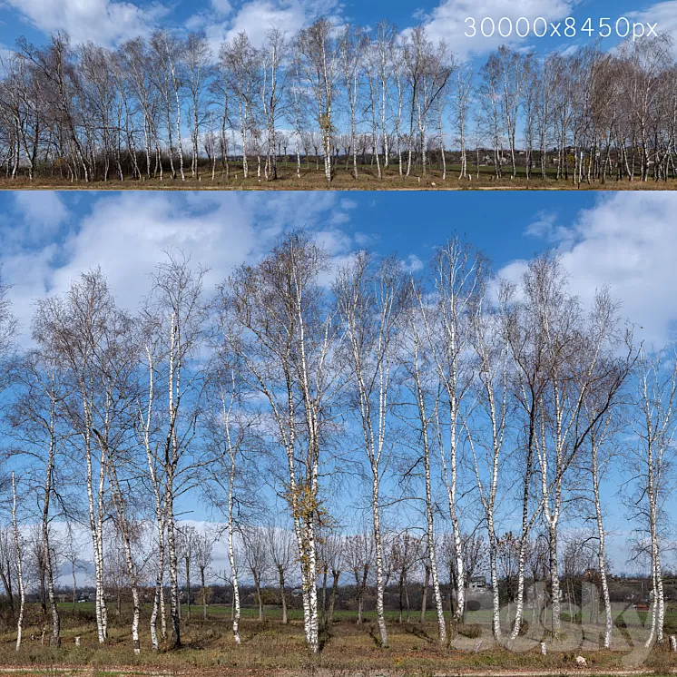Panorama with birches. 30k 3D Model