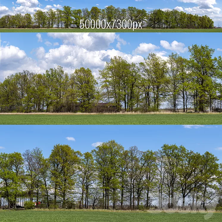 Panorama with Trees v2. 50k
