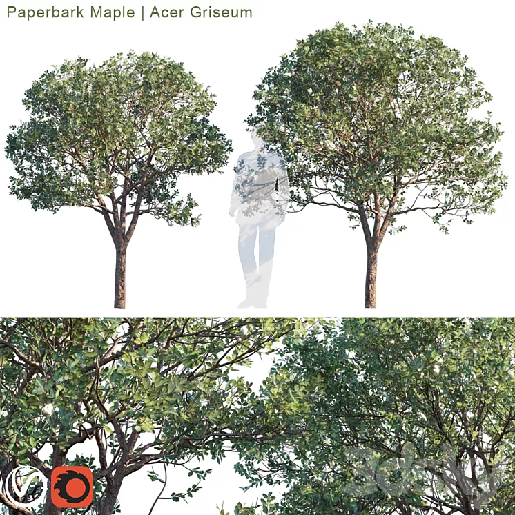 Paperbark Maple | Acer Griseum # 2 3D Model