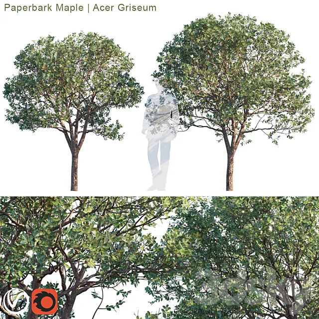 Paperbark Maple | Acer Griseum # 2 3DModel