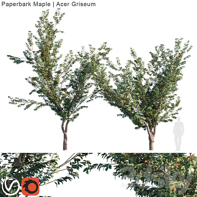 Paperbark Maple | Acer griseum 3D Model