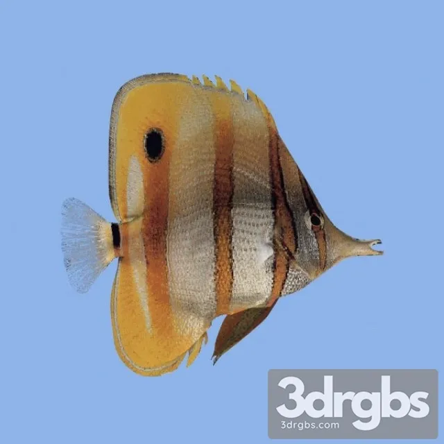 Paracheatodon Ocellatus Free Download