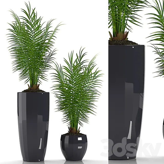 PARLOR PALM 2 3DModel
