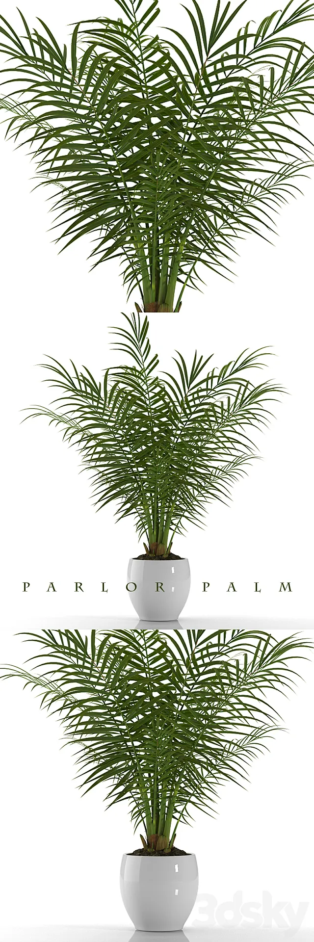 PARLOR PALM P23 3DModel