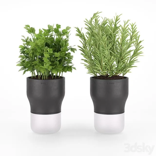 Parsley and rosemary for kitchen in pots EvaSolo 3D Model