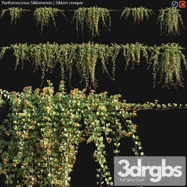 Parthenocissus Sikkimensis Sikkim Creeper 02 3D Model Free