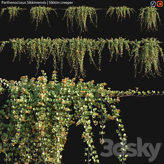 Parthenocissus Sikkimensis - Sikkim creeper - 02 3DModel