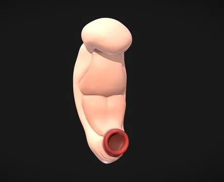 PBR Game 3D Models - 3 Weeks Human Embryonic (Baby Stages)