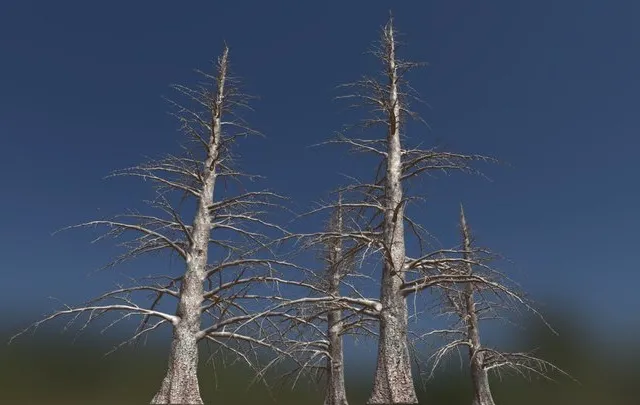 PBR Game 3D Models - 4 Dead Fir Trees Pack (Ultrahigh Poly)