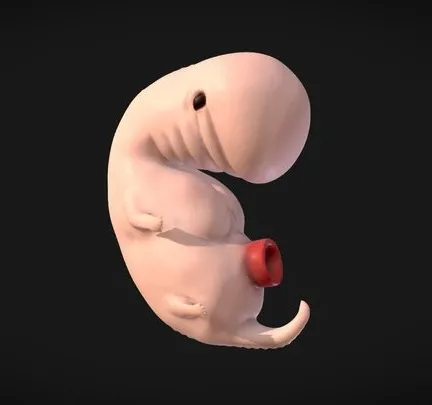 PBR Game 3D Models - 4 Weeks Human Embryonic (Baby Stages)