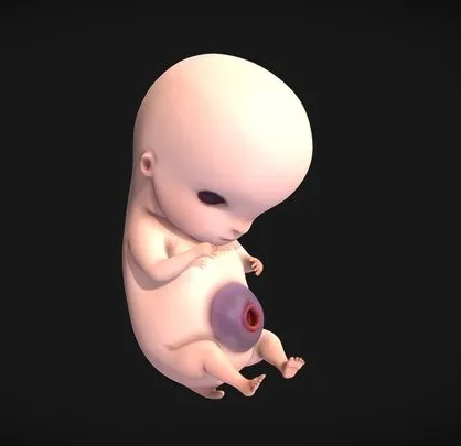 PBR Game 3D Models - 6 Weeks Human Embryonic (Baby Stages)