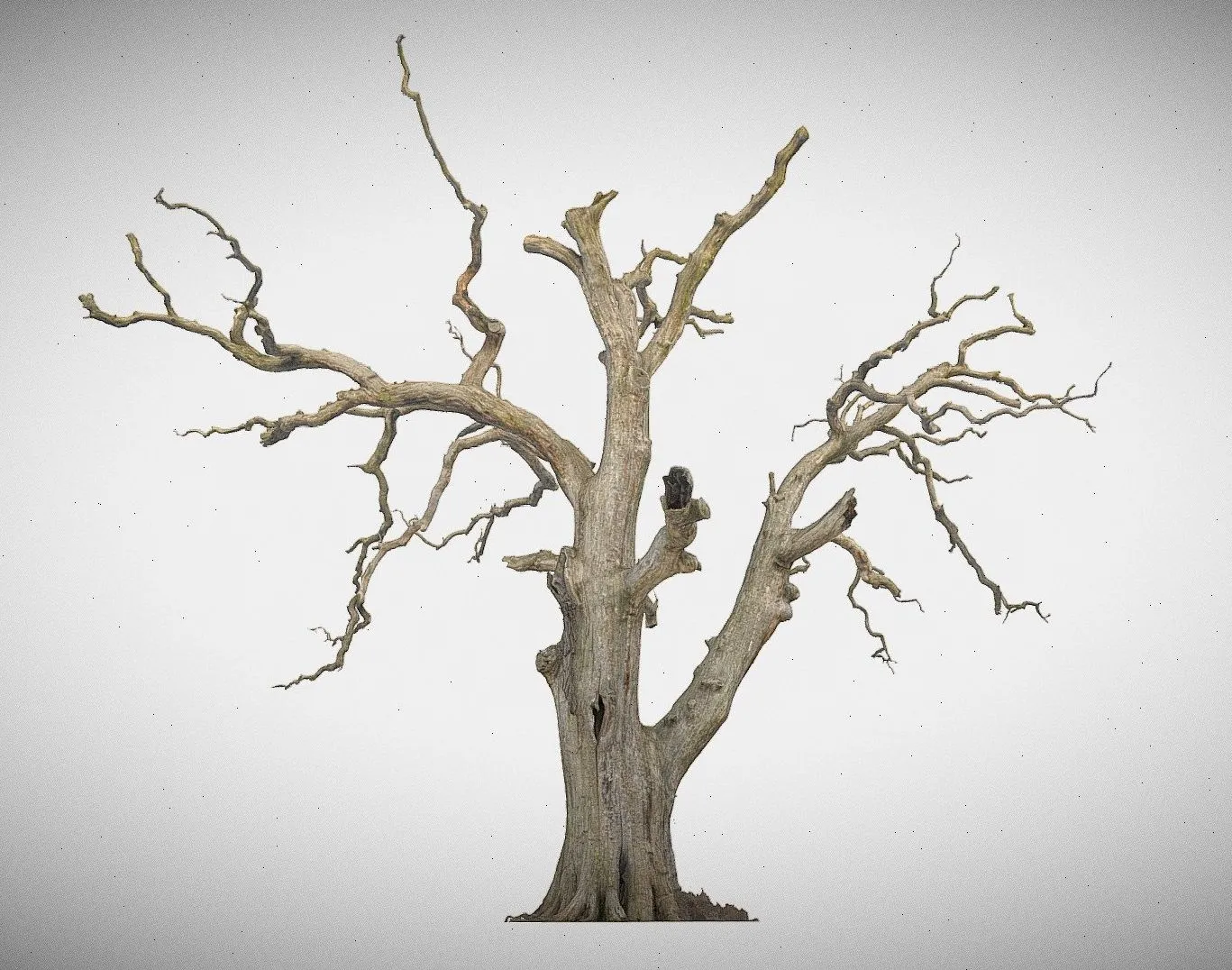 PBR Game 3D Models - 600 Year Old Dead Oak Ent 03