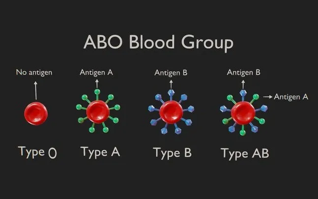 PBR Game 3D Models - ABO Blood Group