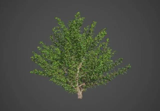 PBR Game 3D Models - African Boxwood Collection - Myrsine Africana