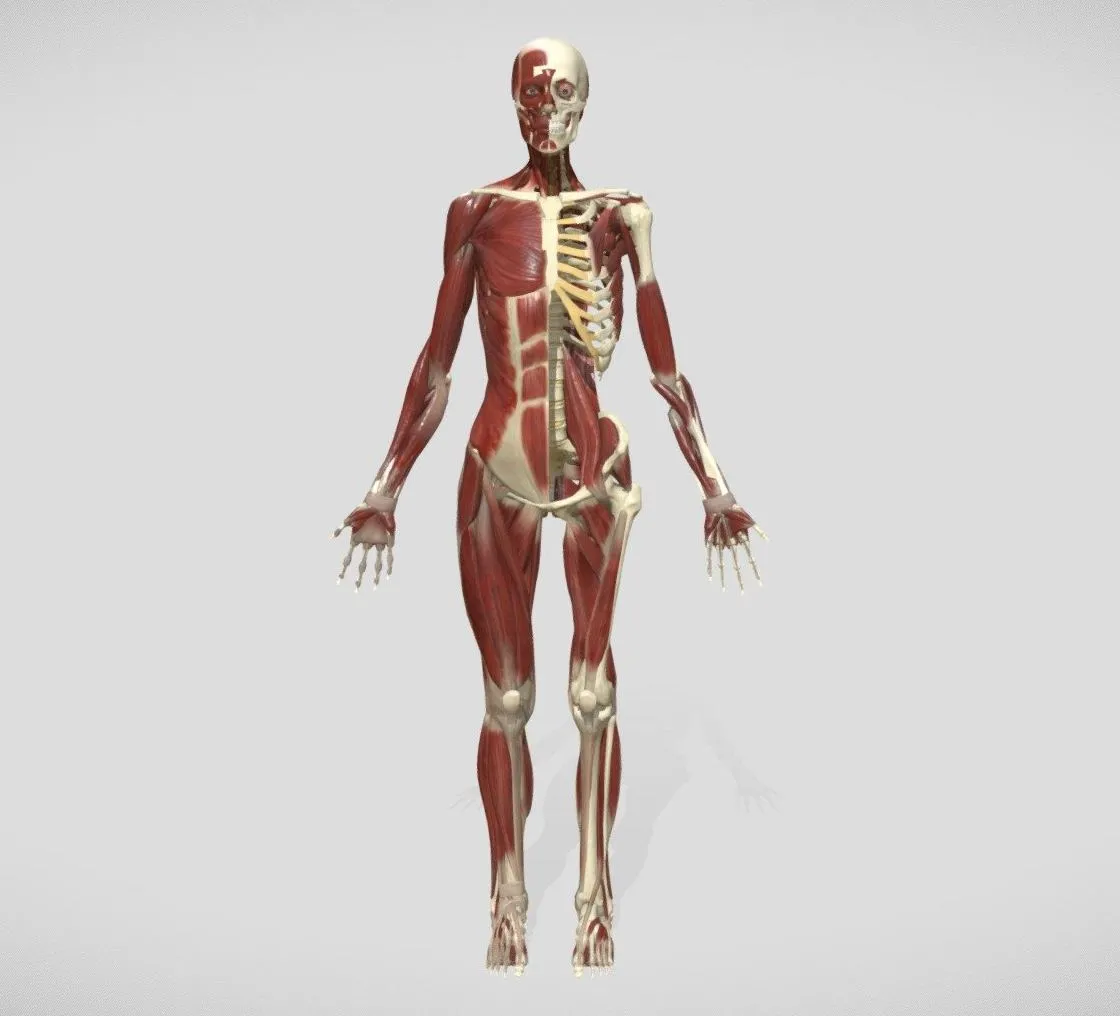 PBR Game 3D Models - Anatomy 2019