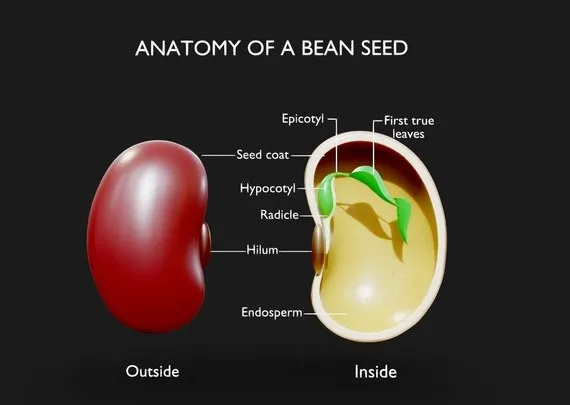 PBR Game 3D Models - Anatomy Of A Bean Seed