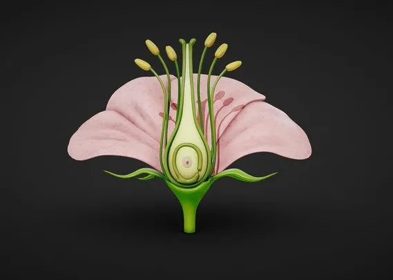 PBR Game 3D Models - Anatomy Of A Flower
