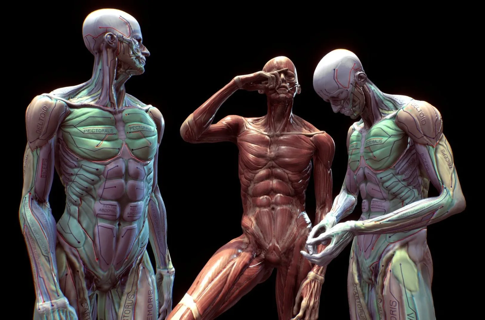 PBR Game 3D Models - Anatomy Pose Study