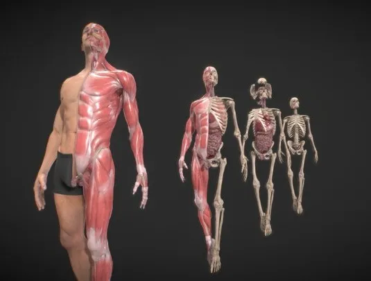 PBR Game 3D Models - Anatomy Ultimate Pack