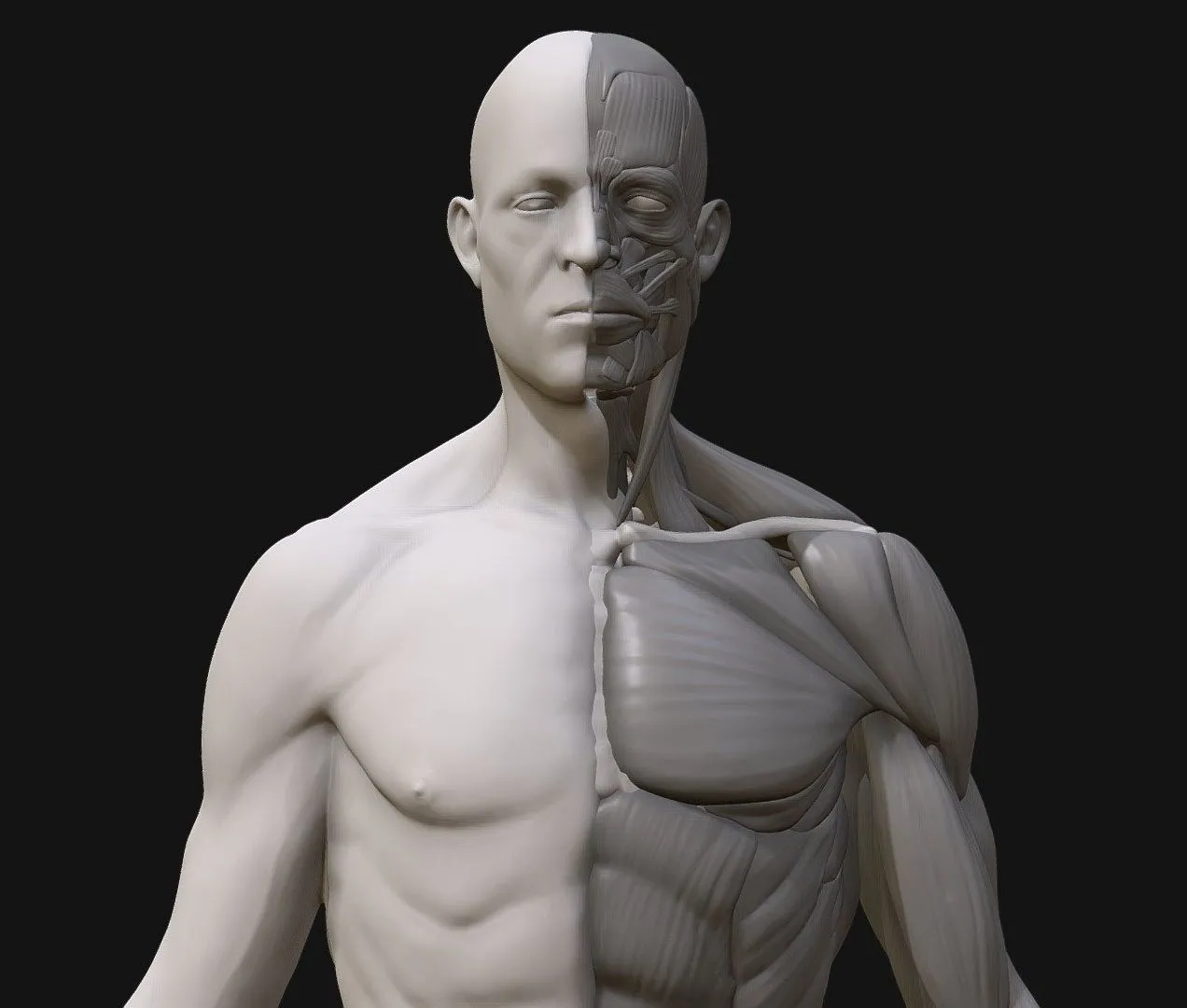 PBR Game 3D Models - Anatomy2