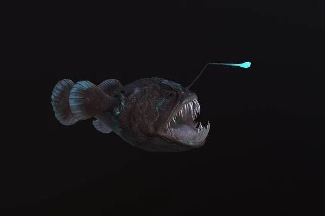 PBR Game 3D Models - Angler Fish monkfish