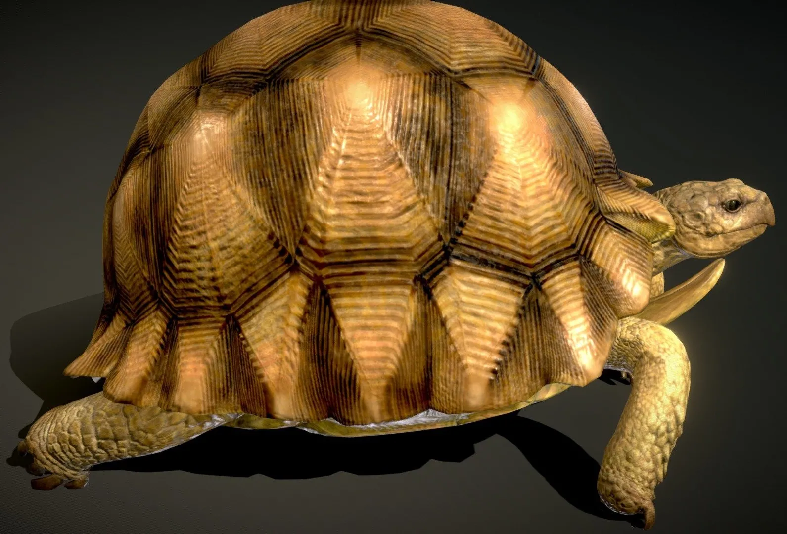 PBR Game 3D Models - Angonoka Tortoise