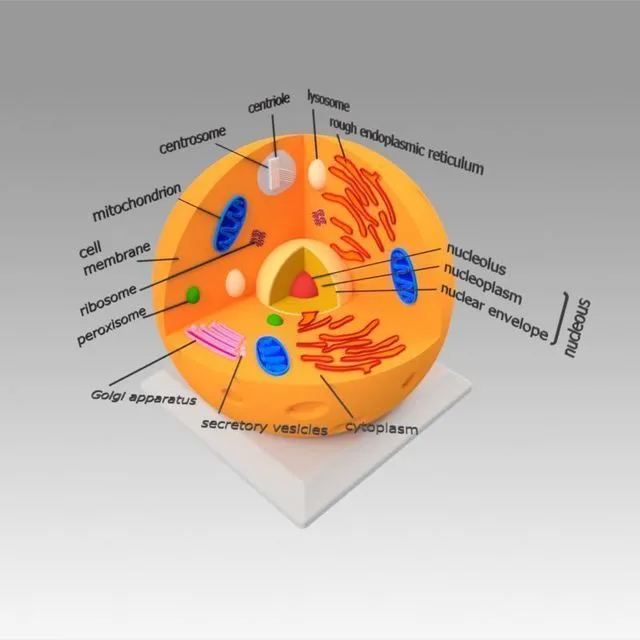 PBR Game 3D Models - Animal Cell