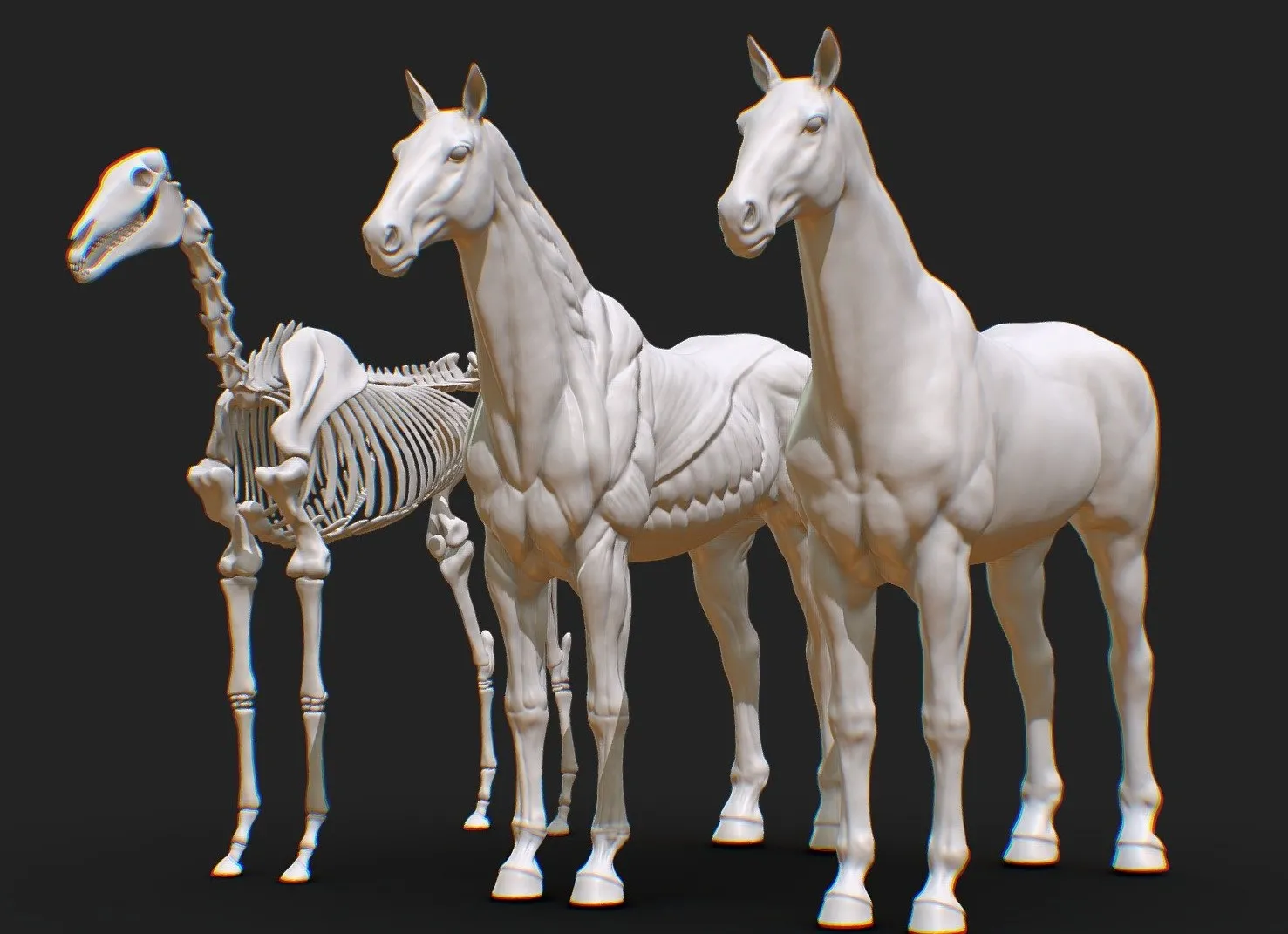PBR Game 3D Models - Animal Horse Anatomy Skin Ecoche