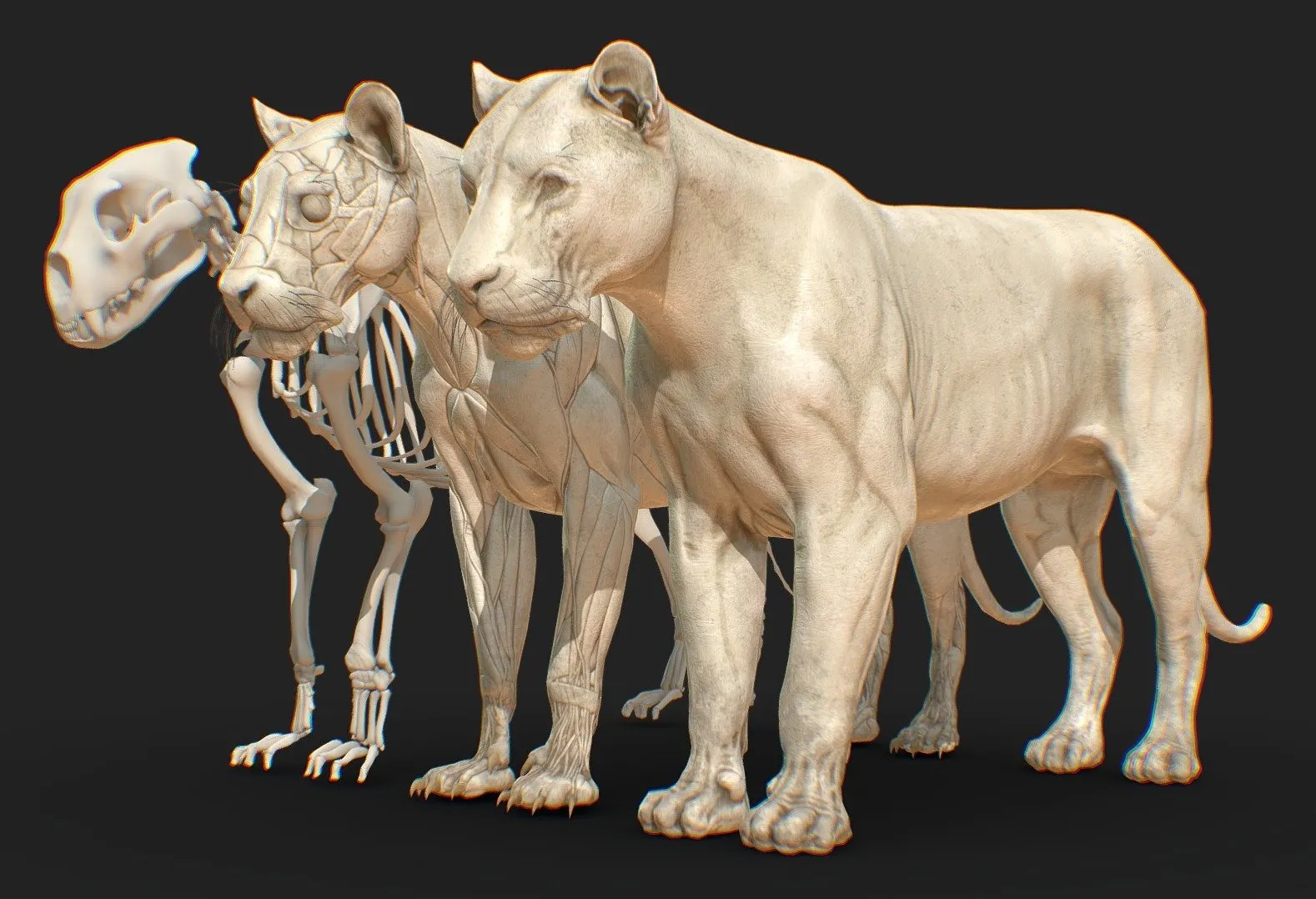 PBR Game 3D Models - Animal Lion Anatomy Skin Ecorche