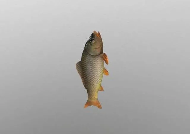 PBR Game 3D Models - Animated carp fish