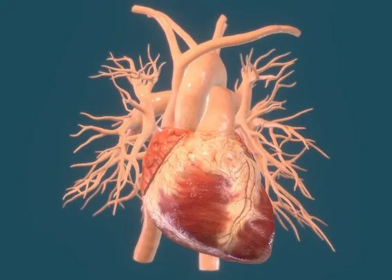 PBR Game 3D Models - Animated Heart Anatomy