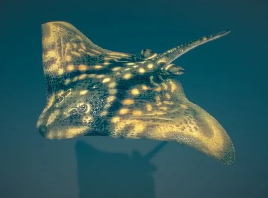 PBR Game 3D Models - Animated Ray