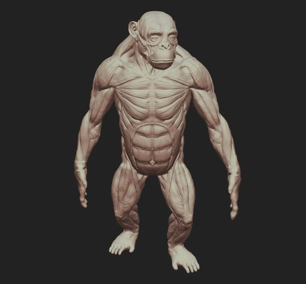 PBR Game 3D Models - Ape Anatomy