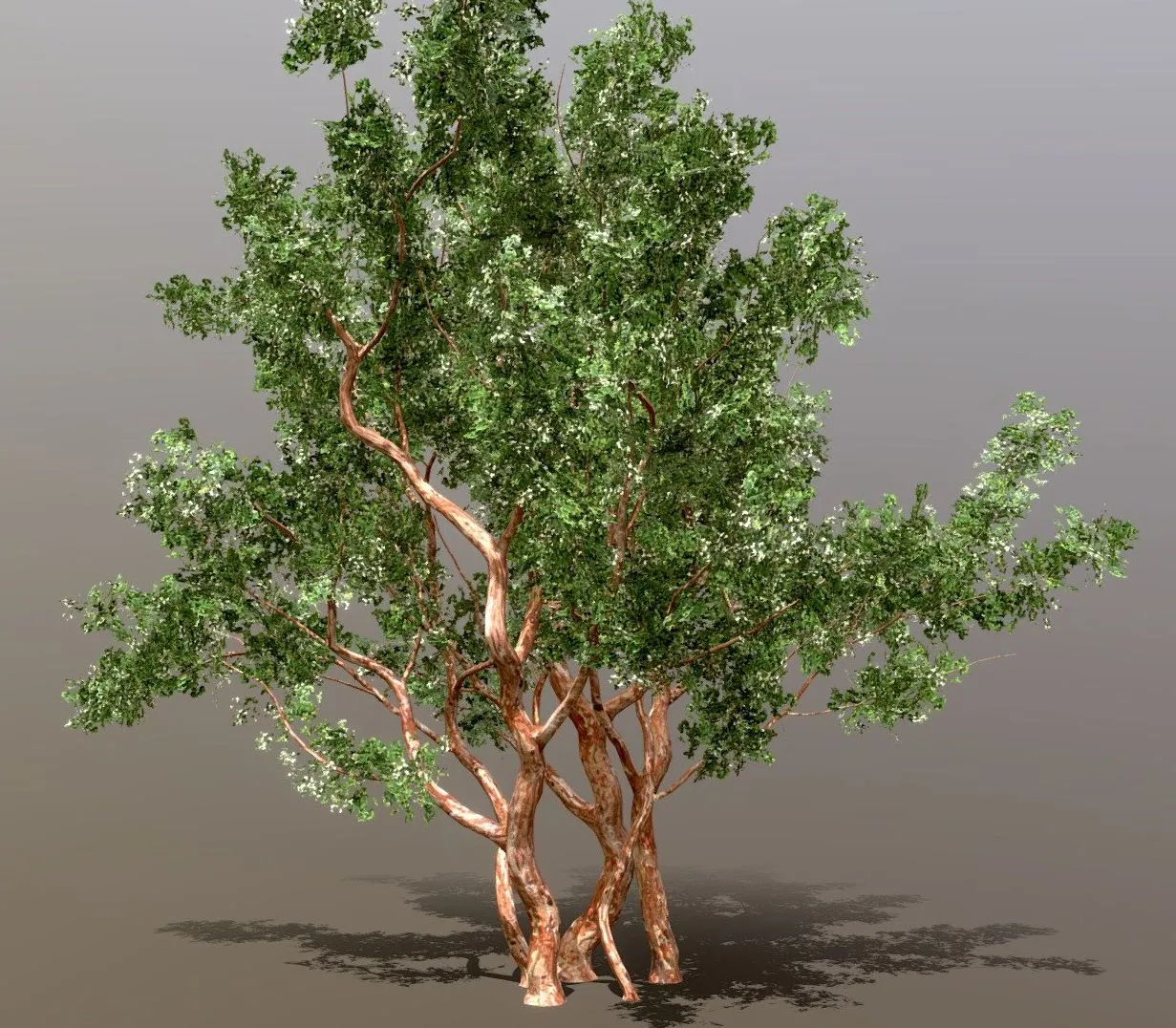 PBR Game 3D Models - Arrayan Luma Apiculata Low Poly