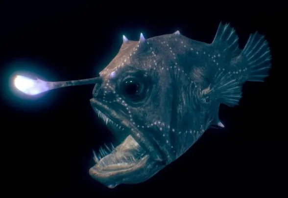 PBR Game 3D Models - Atlantic Footballfish