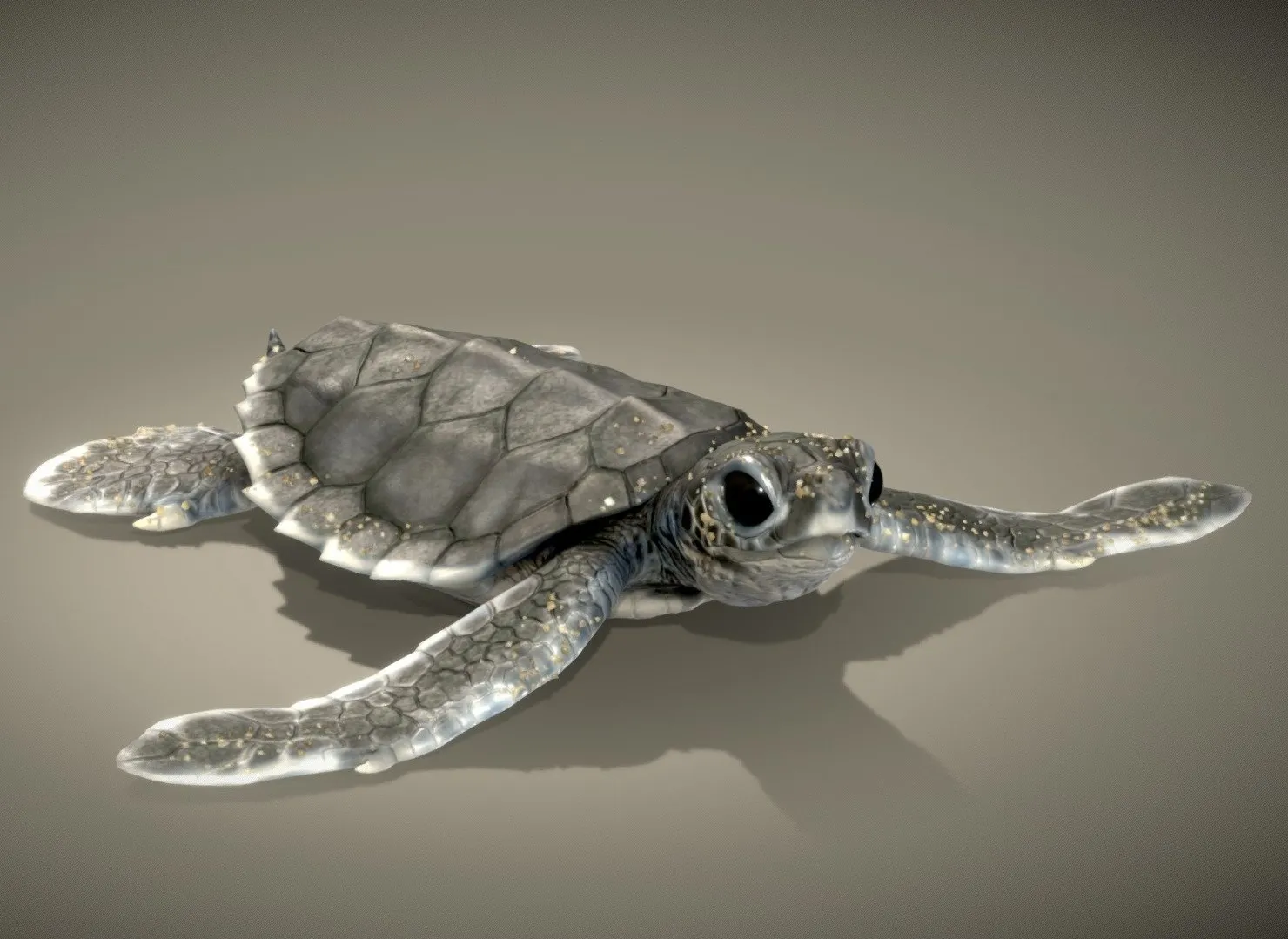 PBR Game 3D Models - Baby Green Sea Turtle ( Hatching )