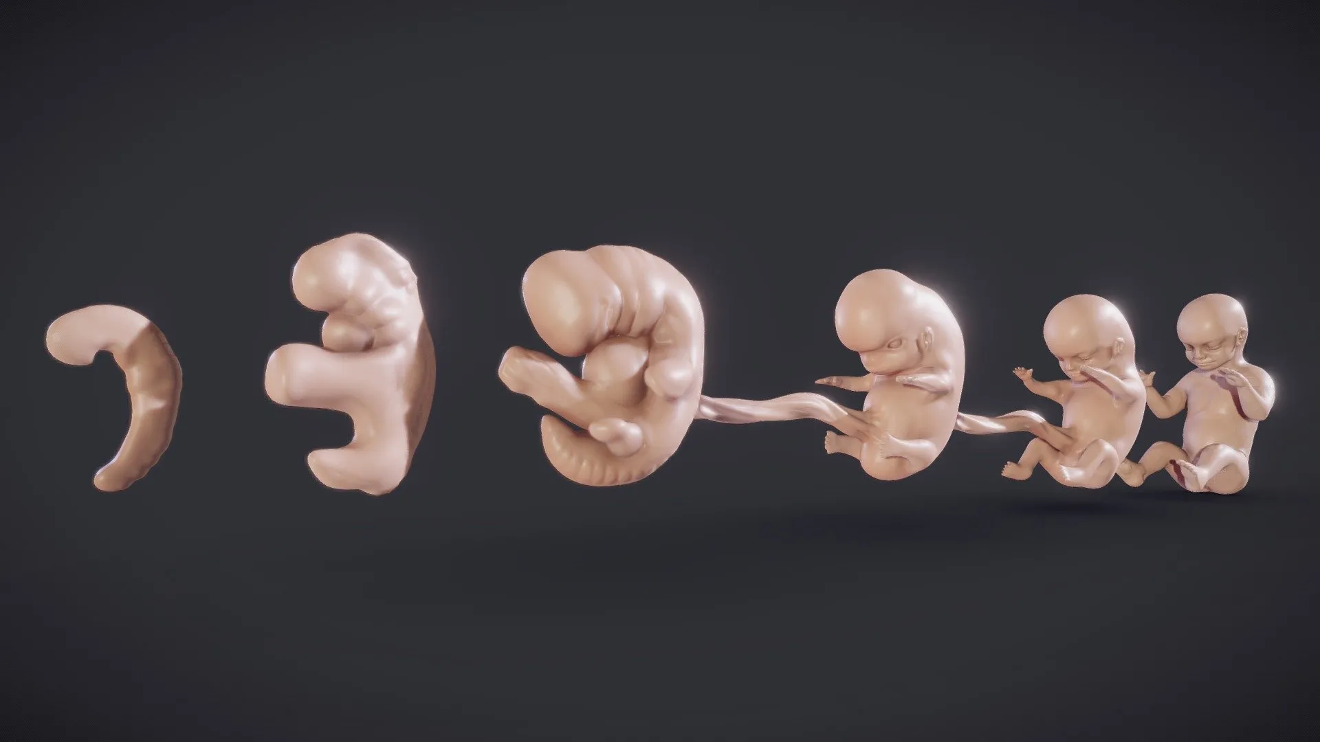 PBR Game 3D Models - Baby Stages Fetal Development