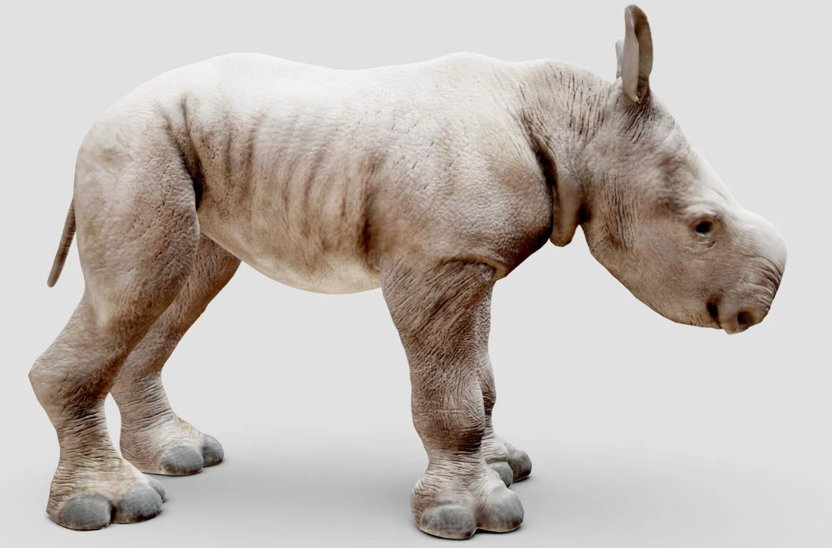 PBR Game 3D Models - Baby White Rhino Animal Static Pose One Of Five