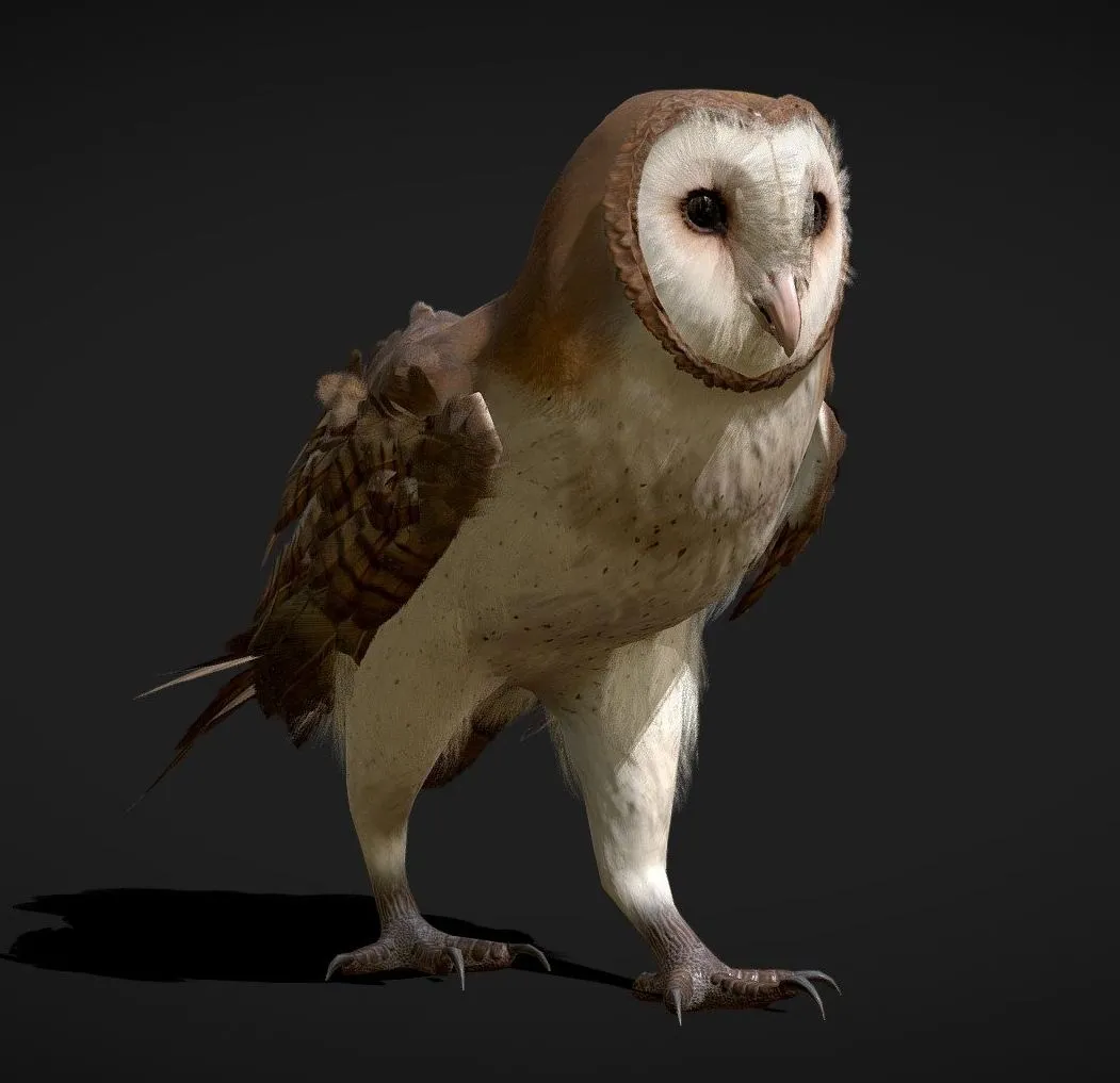PBR Game 3D Models - Barn Owl Animated Low Poly Model