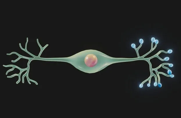 PBR Game 3D Models - Bipolar Neuron Structure