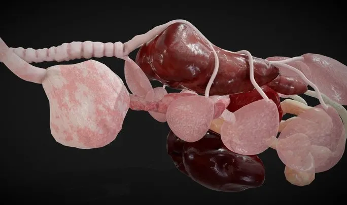 PBR Game 3D Models - Bird Internal Organs