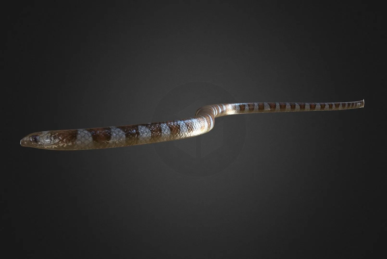 PBR Game 3D Models - Black Banded Sea Krait Rigged