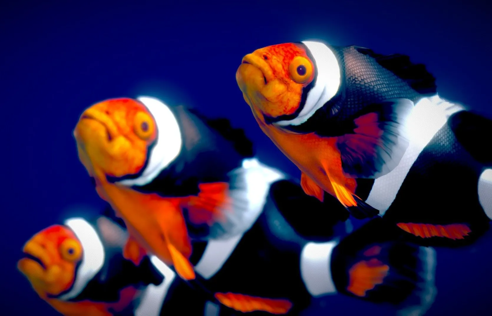 PBR Game 3D Models - Black Photon Clownfish