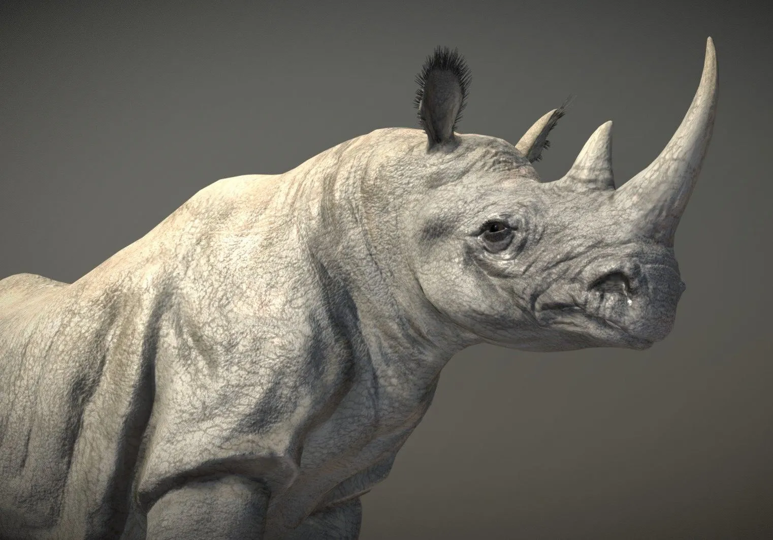 PBR Game 3D Models - Black Rhinoceros