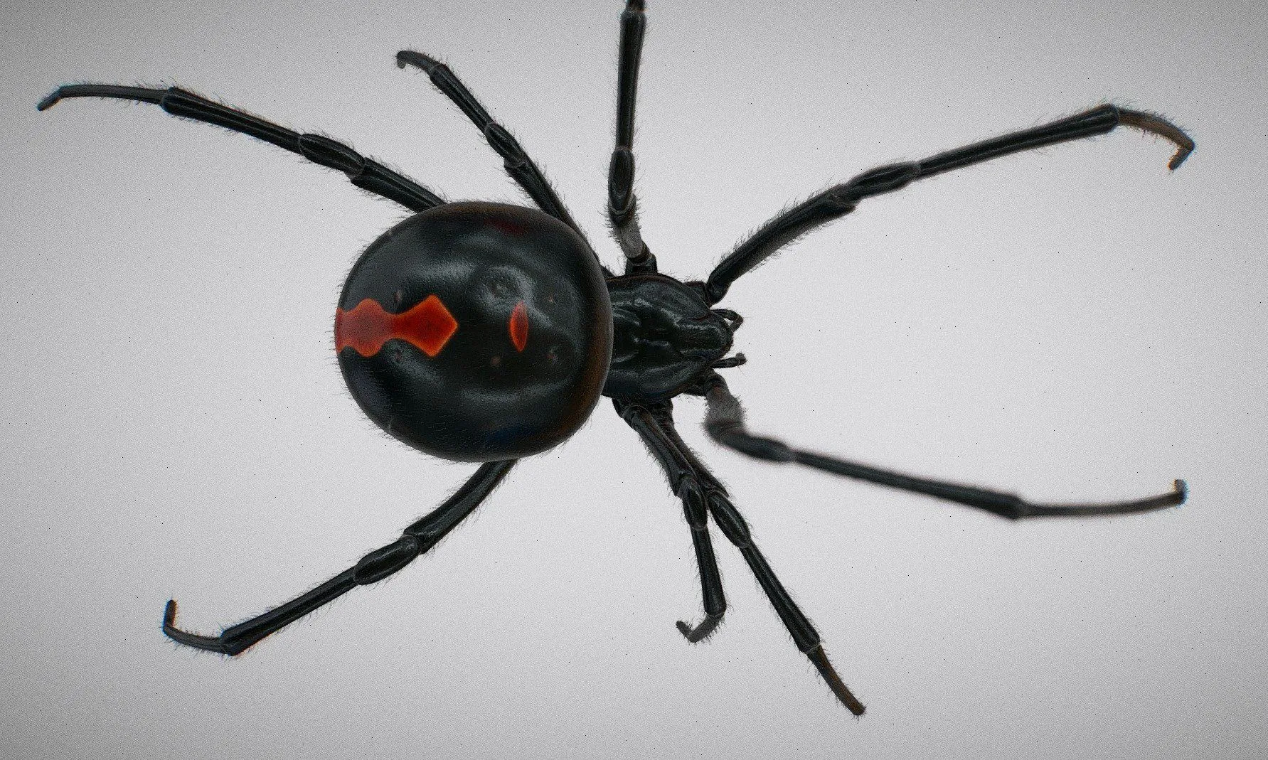 PBR Game 3D Models - Black widow spider