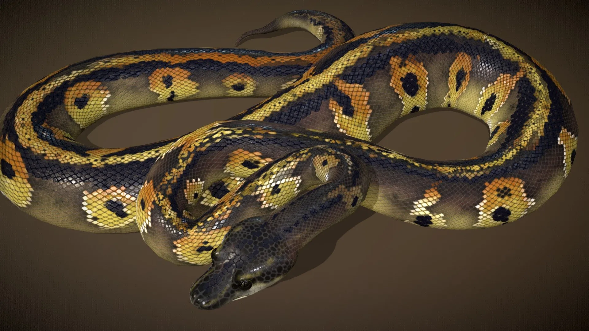 PBR Game 3D Models - Blackhead Ball Python