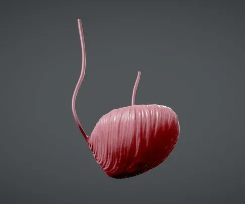 PBR Game 3D Models - Bladder Anatomy